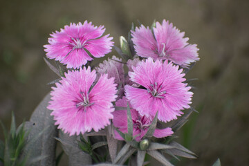 Obraz premium Dianthus Barbatus Sweet William Flowers Blooming With Fragrant Petals.