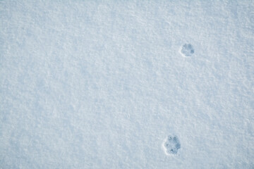 Dog footprint in the snow. Wolves' footsteps in the snow. 
