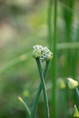 Closeup of Fresh Allium Cepa Onion With Natural Textured Skin.