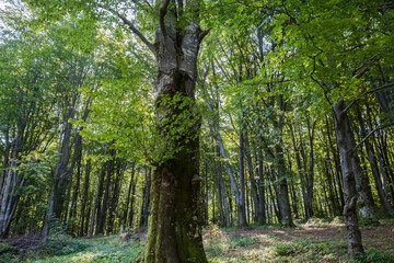 Old beech tree in beech mountain forest at early autumn