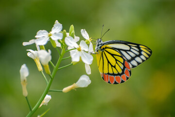 Colorful Butterfly on Wild Radish Flower With Vibrant Green Background in Nature.
