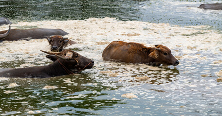 Water Buffalos Livestock and Farm Animals
