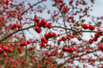 Hawthorn tree branch with ripe fruits in selective focus outdoors