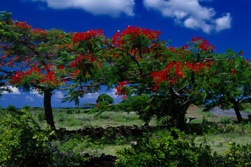 Tropical nature background. Flame tree blossom in the bush alongside country road. Mauritus island. Indian Ocean.