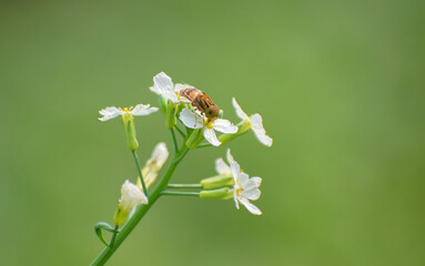 Closeup of Honeybee Collecting Nectar From Bright Flower Petals.