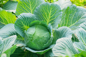 Closeup of Fresh Brassica Oleracea Cabbage Leaves With Natural Texture.