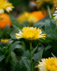 Vibrant Orange Calendula Officinalis Blossoms With Soft Petals.