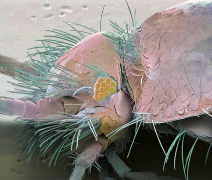 Silverfish, SEM