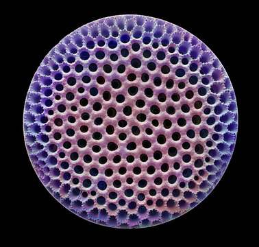 Diatom, SEM