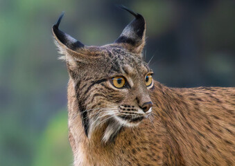 Obraz premium Iberian lynx portrait close up