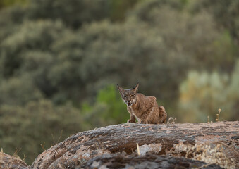 Iberian lynx staring