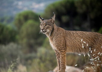 Iberian lynx in the wild