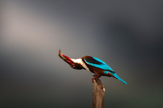 The Kingfisher’s Meal Dance