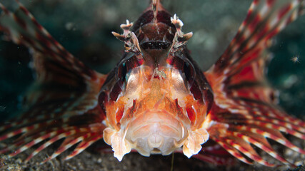 Feuerfisch - Dendrochirus brachypterus