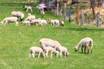 北海道占冠村、草を食べる羊の親子【5月】