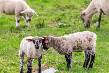 Fototapeta premium 北海道占冠村、仲良く寄り添う子羊【5月】