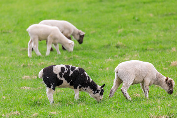 北海道占冠村、お散歩する牛柄の子羊【5月】