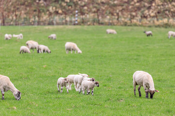 北海道占冠村、子羊のお散歩【5月】