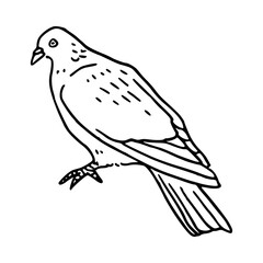a black and white drawing of a cute pigeon cartoon illustration