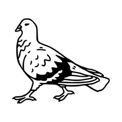 a black and white drawing of a cute pigeon cartoon illustration