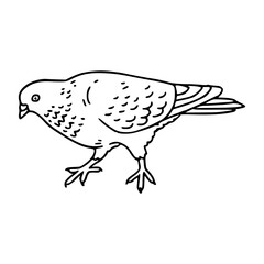 a black and white drawing of a cute pigeon cartoon illustration