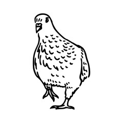 a black and white drawing of a cute pigeon cartoon illustration