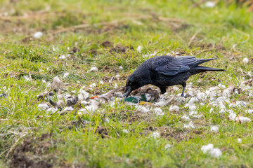 Close Up Carrion Crow, Corvus corone, foraging on the remains of a male Mallard, Anas platyrhynchos, in a green grassy meadow amidst plucked feathers