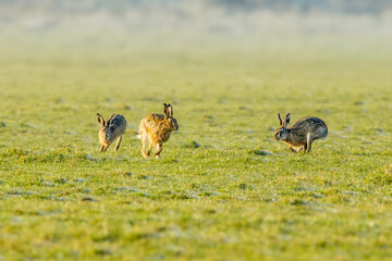 European hares, Lepus europaeus, preparing for mating season and chasing each other during sunrise in warm light across a sunlit green meadow landscape against a hazy background