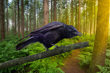 Close Up of Carrion Crow, Corvus corone, in menacing intimidating pose on bare branch against background of mature Spruce forest and Bracken undergrowth at sunrise