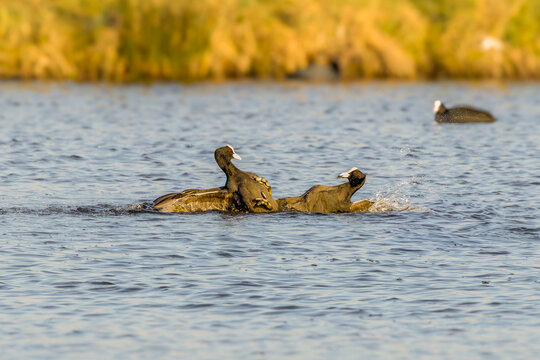 Two competing male Coots, Fulica atra, fiercely fighting, with legs kicking at each other and wings pointing backwards to avoid being pushed underwater in a curtain of spray