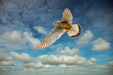 Closeup of a male Kestrel, Falco tinnunculus, hovering with its wings spread wide, backlit against a background of blue sky and cloud streets with cumulus clouds