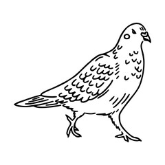 a black and white drawing of a cute pigeon cartoon illustration