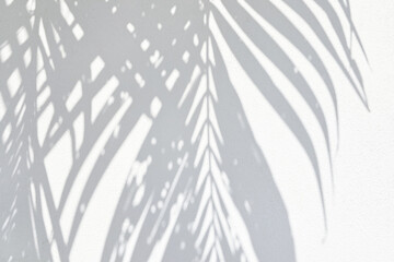 Coconut Leaves Shadow on White Painting on Concrete Wall Background.