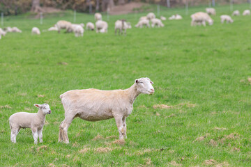Obraz premium 北海道占冠村、お散歩する羊の親子【5月】