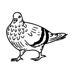 a black and white drawing of a cute pigeon cartoon illustration