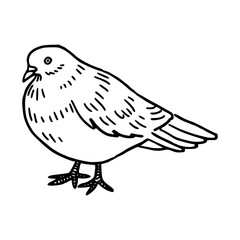 a black and white drawing of a cute pigeon cartoon illustration