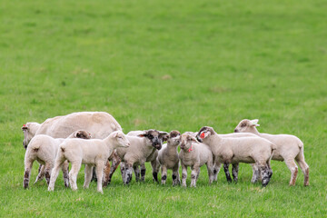 Obraz premium 北海道占冠村、子羊の群れ【5月】