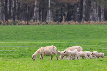 Obraz premium 北海道占冠村、お散歩する羊の親子【5月】