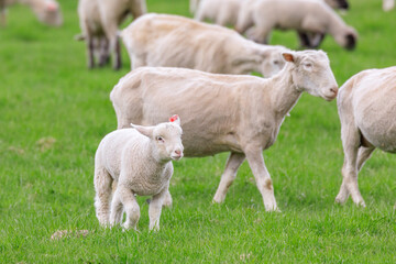 北海道占冠村、子羊のお散歩【5月】