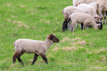 北海道占冠村、子羊のお散歩【5月】