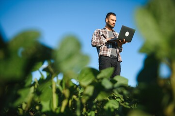 A farmer inspects a green soybean field. The concept of the harvest