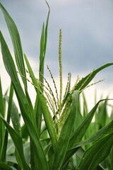 corn tassel in the field