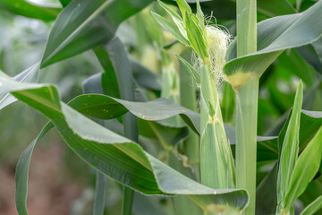 Green corn field on a moist field