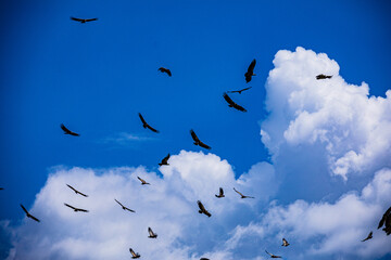 flock of birds