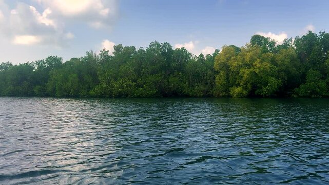 Mangrove trees growing on the banks of Kongo River in Diani Beach, Kenya