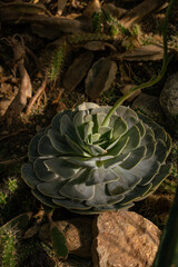 cactus in the garden