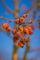 red berries on a branch