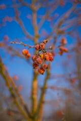 ladybird on a branch