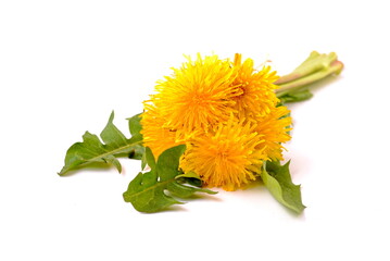 Dandelions. Yellow flowers of dandelion with leaves, isolated on white background.