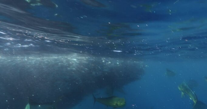 Underwater Safaris in the Mexican Pacific: Mahi-Mahi, Marlins, Sardines & Sea Lions